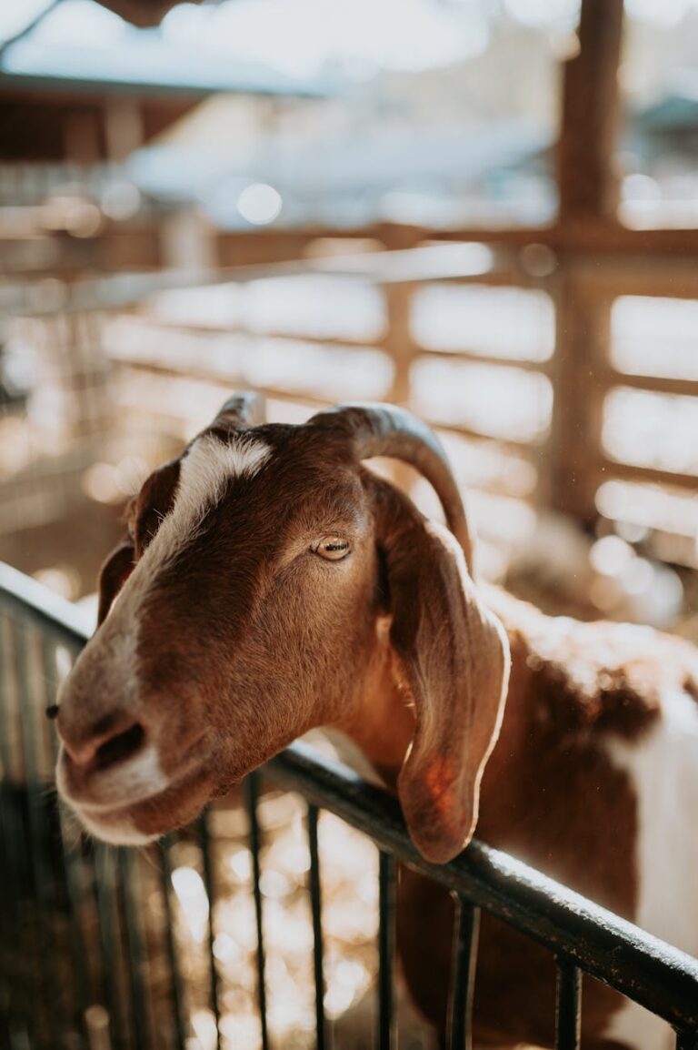 scenic austrian farm experiences